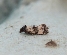 Black-headed Conch (Cochylis atricapitana)