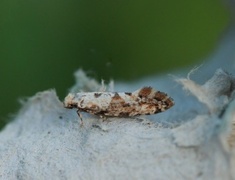 Golden-speckled Clothes Moth (Nemaxera betulinella)