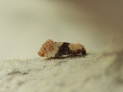 Vine Moth (Eupoecilia ambiguella)
