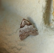 Short-cloaked Black Arches (Nola cucullatella)
