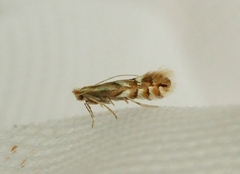 Beech Midget (Phyllonorycter maestingella)