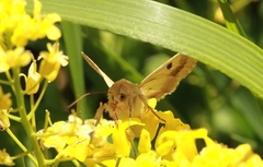 Bordered Straw (Heliothis peltigera)