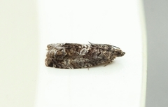 Large Beech Piercer (Cydia fagiglandana)