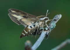 Bedstraw Hawk-moth (Hyles gallii)