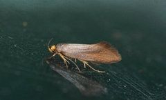 Golden-brown Tubic (Batia unitella)