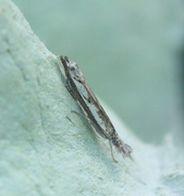 Hook-tipped Grass-veneer (Platytes alpinella)