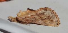Pale Prominent (Pterostoma palpina)