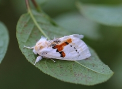 White Prominent (Leucodonta bicoloria)