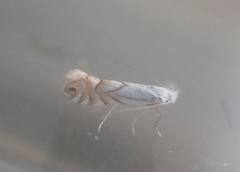 Pale Oak Midget (Phyllonorycter heegeriella)