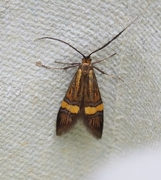 Yellow-barred Long-horn (Nemophora degeerella)