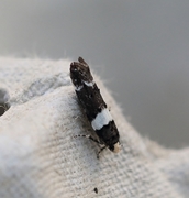 White-barred Groundling (Recurvaria leucatella)