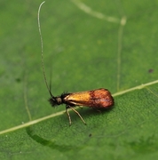 Small Long-horn (Nemophora minimella)