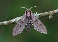 Pine Hawk-moth (Sphinx pinastri)