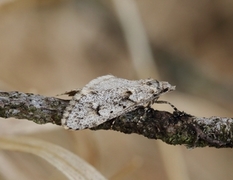 March Tubic (Diurnea fagella)