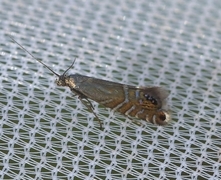Speckled Fanner (Glyphipterix thrasonella)