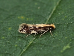 Yellow-backed Clothes Moth (Monopis obviella)