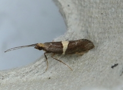 Bitter-cress Smudge (Eidophasia messingiella)