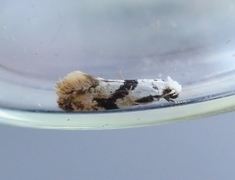 Barred White Clothes Moth (Nemapogon clematella)
