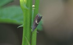 Common Drill (Dichrorampha petiverella)