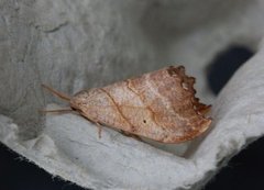 Scalloped Hook-tip (Falcaria lacertinaria)