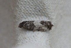 Larch-bud Moth (Spilonota laricana)