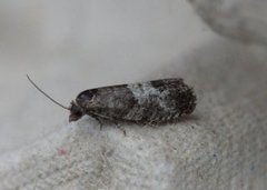 Larch-bud Moth (Spilonota laricana)