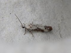 Ash Bud Moth (Prays fraxinella)