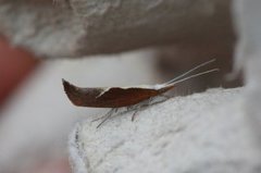 Honeysuckle Moth (Ypsolopha dentella)