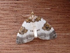 Blue-bordered Carpet (Plemyria rubiginata)