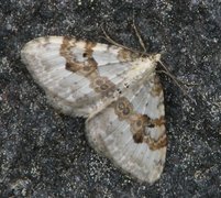 Silver-ground Carpet (Xanthorhoe montanata)