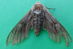 Pine Hawk-moth (Sphinx pinastri)