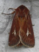 Antler Moth (Cerapteryx graminis)