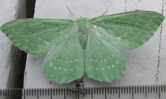 Large Emerald (Geometra papilionaria)