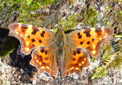 Comma Butterfly (Polygonia c-album)