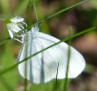 Wood White (Leptidea sinapis)