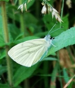 Green-veined White (Pieris napi)