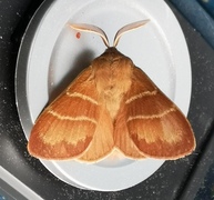 Fox Moth (Macrothylacia rubi)