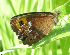 Arran Brown (Erebia ligea)