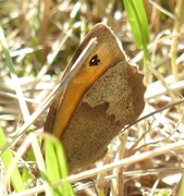 Meadow Brown (Maniola jurtina)