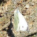 Rapssommerfugl (Pieris napi)