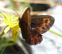 Arran Brown (Erebia ligea)