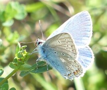 Common Blue (Polyommatus icarus)