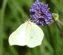 Brimstone (Gonepteryx rhamni)