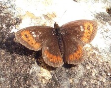 Arran Brown (Erebia ligea)