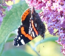 Red Admiral (Vanessa atalanta)