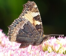 Small Tortoiseshell (Aglais urticae)