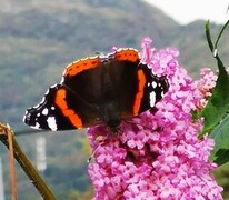 Red Admiral (Vanessa atalanta)