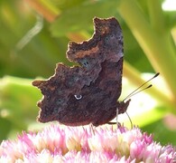 Hvit c (Polygonia c-album)