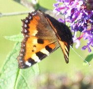 Neslesommerfugl (Aglais urticae)