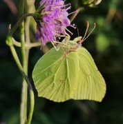 Sitronsommerfugl (Gonepteryx rhamni)